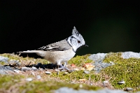 49038 Lophophanes cristatus (Cincia dal ciuffo)